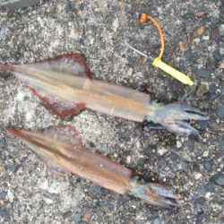 ヤリイカリベンジ