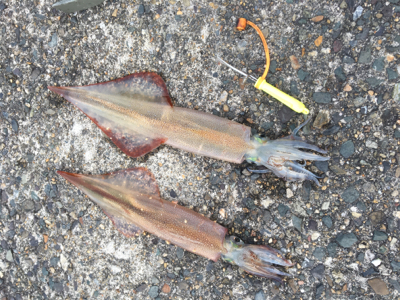 ヤリイカリベンジ