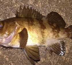 メバリング1855〜1930