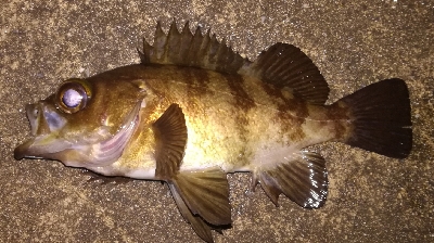 メバリング1855〜1930