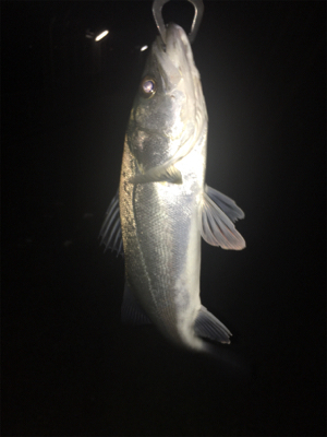 強風の中なんとか