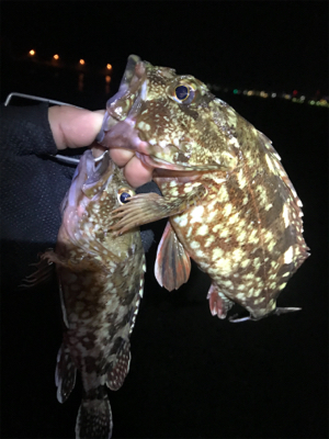 尺アラカブを求めて！