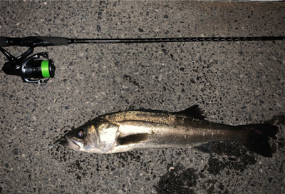 やっとアフター釣れた