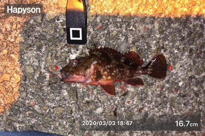 エギング&アジングするもガシラのみ…