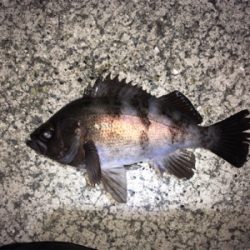 ナイトゲーム・メバリング