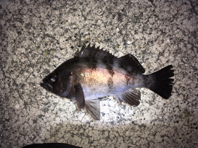 ナイトゲーム・メバリング