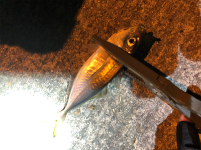 アジはまだのようです