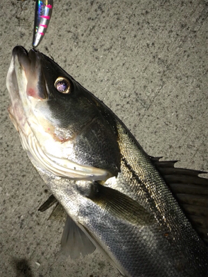 アミパターン！シーバス