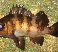 メバリング1850〜1930