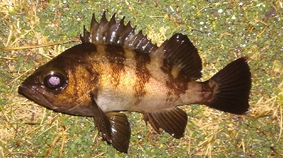 メバリング1850〜1930