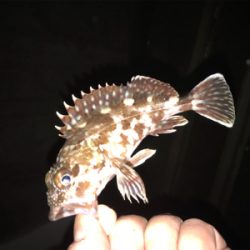 久しぶりに釣れた