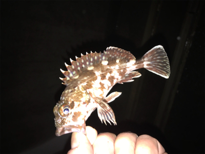 久しぶりに釣れた