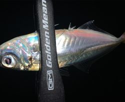 メバル探しでアジ