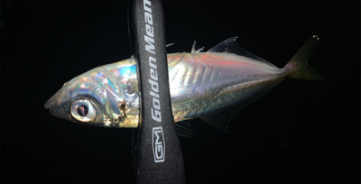 メバル探しでアジ