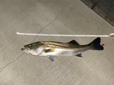 ショアジギ五郎