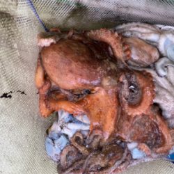 明石　タコ釣り　丸松乗合船