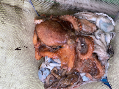 明石　タコ釣り　丸松乗合船