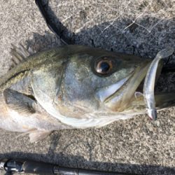 シーバスデイゲーム