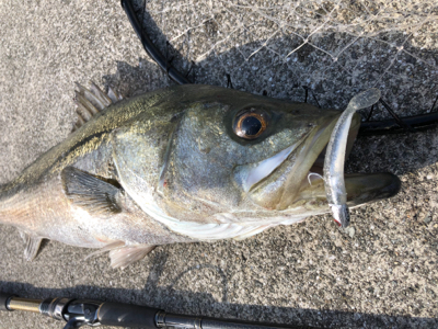 シーバスデイゲーム