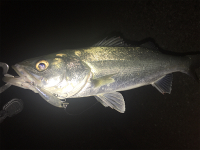 意地のシーバス