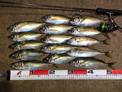 湾奥エリアでアジング