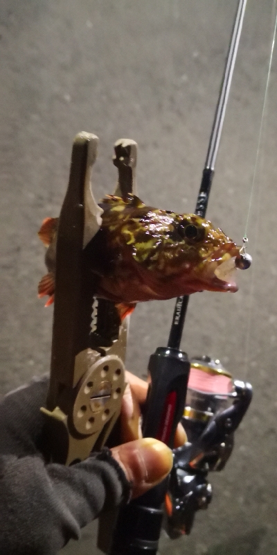 アジング 練習 122