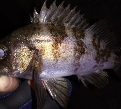 ナイトメバリング