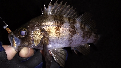 ナイトメバリング