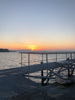 渋め小島養魚場