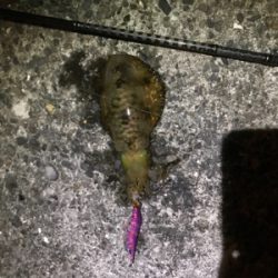 宇和島ライトゲーム