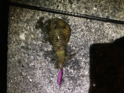 宇和島ライトゲーム