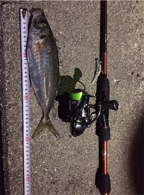 まだまだアジング