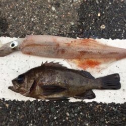 エギング、メバリング