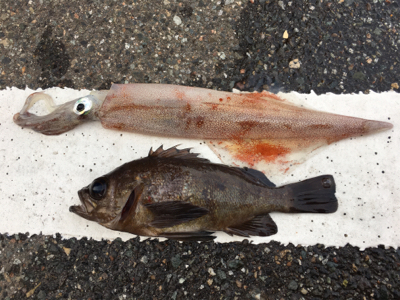 エギング、メバリング