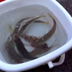 良形のアジが浮き釣りやアジングで釣れます