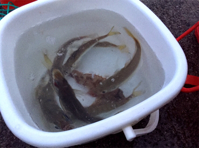 良形のアジが浮き釣りやアジングで釣れます