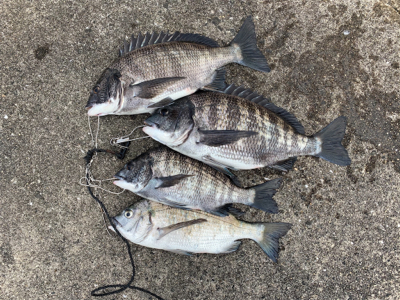 セル石 フカセ釣り