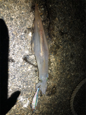 最後のヤリイカ釣行