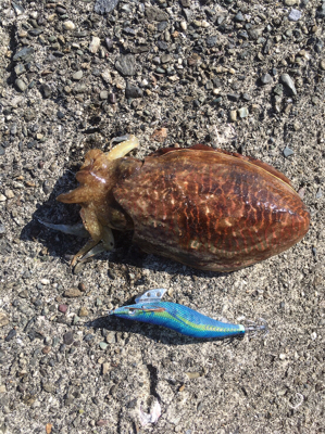 アオリイカ居ないなぁ