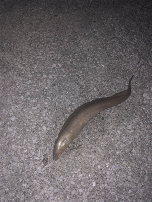 高知県西部ズボ釣り