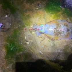 もう春イカの季節