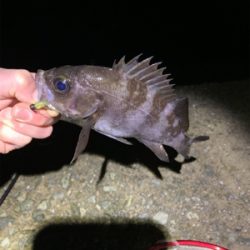 アジ・メバリング