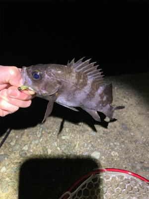 アジ・メバリング