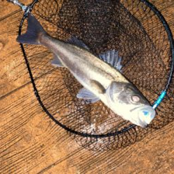 あたりはチラホラ、しかし連発せず