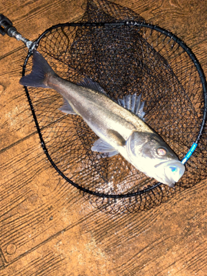 あたりはチラホラ、しかし連発せず