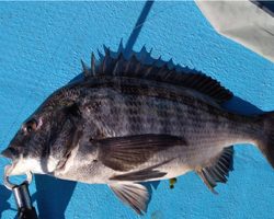 武庫川 カセ釣り&一文字