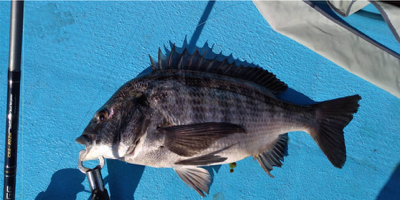 武庫川 カセ釣り&一文字