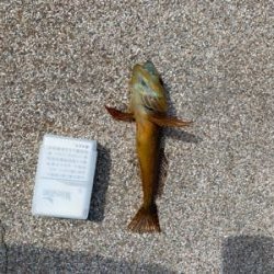 ライトロックフィッシング