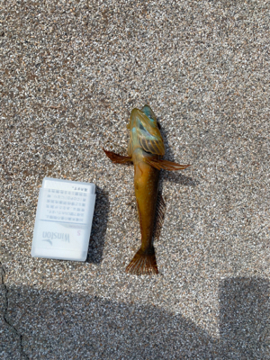 ライトロックフィッシング