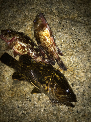 雨に降られて強制終了